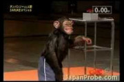 チンパンジーが日本のSASUKEにチャレンジしている映像が海外で人気沸騰
