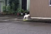 【動画】「４」と鳴く犬が現れるｗｗｗｗｗｗｗｗｗｗ