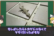 俺の家にヤモリが侵入してしまうｗｗｗ