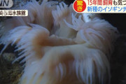 沖縄美ら海水族館で15年間飼育されていたイソギンチャク、実は新種だった