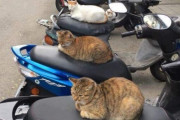 【画像】バイクに猫ちゃんが座ってて草