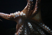 【生物】タコの養殖を禁止する「オクトパス法案」がアメリカ議会に提出される、「タコに自由を」と科学者