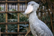 【画像】ハシビロコウの骨格標本がマジでハシビロコウ