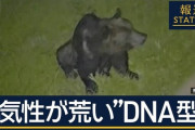 OSO18より「危険性は上」少なくとも2頭か…ヒグマ出没相次ぐワケは？警戒いつまで