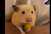 ハムスターさん、自分が食べたカボチャの種が消えて不思議がるｗｗｗｗｗｗｗｗｗｗｗｗ