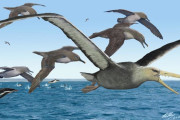 【古生物学】南極で発見の化石、史上最大の飛ぶ鳥か？古代の空を支配