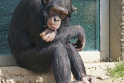 【観覧注意】チンパンジーは「死」を理解できるのか？