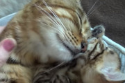 子猫とお昼寝中のお母さんベンガル猫が、夢うつつで気持ちよさそうに撫でられている様子に癒される