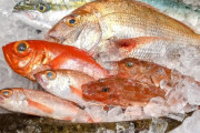 漁師さん「魚は獲れたてがうまい」 お魚屋さん「魚は熟成させた方がうまい」