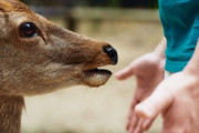 奈良のシカさん、観光客激減で煎餅もらえず彷徨う・・・