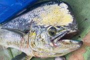 【北海道】サケが不漁、代わってハワイの魚「シイラ、フグ」が大漁…海水温上昇が一因か