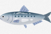 【幻の高級魚】「金樽イワシ」１０年に一度の豊漁　普通のイワシに比べ５倍ほどの高値で取引　　京都・天橋立