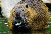 チェコ、建設予定のダムをビーバーが勝手に作ってしまい約2億円の節約に成功