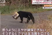【速報】　親クマ派、ついに登山道にドングリ散布か・・・