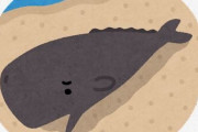 今度は東京湾にクジラ迷い込む 何かの前兆か？！