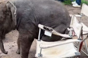 座りたいのに座れない！赤ちゃんゾウが折り畳み椅子と格闘する様子がかわいい
