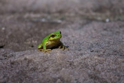 2週間前から裏庭にカエルが来てます。