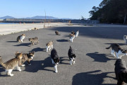 猫島行ってきたんやが（※画像あり）