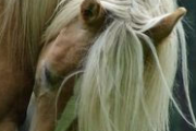 【悲報】馬のたてがみを転売した女の末路・・・・