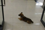 武漢の病院で帰らぬご主人さまをジッと3ヶ月待ち続けた忠犬が話題に(´；ω；｀)