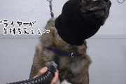 ドライヤーが気持ちいいんじゃ～！アメリカン・アキタ犬、至福の表情浮かべる