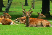 奈良公園の鹿は、なぜ鹿せんべい販売所を襲わないんだい？