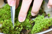 【画像】苔テラリウム作るよー