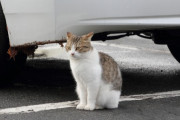 【ねこ画像】駐車場のねこ、ねこカフェのねこ【再】