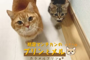猫って最強のペットじゃね？
