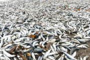 北海道函館市「海岸に大量のイワシが打ち上げられている」 足の踏み場もないほど　12/8