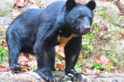 クマに襲われ命に別状ない人の実態「額から顎の顔が無くなってる眼球垂れ下がり」