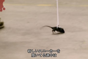 【画像】南米の刑務所に収監されているギャングさん、暇すぎてネズミを散歩させるｗｗｗｗｗｗｗ