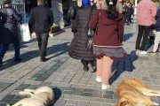 トルコで生まれる野良犬・猫は世界一幸せ？　在住日本人がトルコの“人と犬猫が共存する暮らし”をレポート