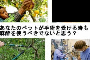 【画像】ヴィーガンさん、「植物はいいのか論」を完全論破してしまう