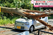 スズキアルトに大木が直撃