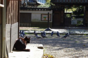 【ねこ画像】神社のねこ、お寺のねこ ほか