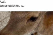 へずまりゅう市議「韓国人が鹿に豊臣秀吉が描かれた紙を食べさせた、強制送還しろ」