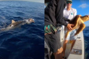 【動画あり】アメリカの釣り人がサメに襲われているウミガメを救出！！！！　SNSでヒーローに