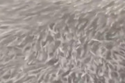 大地震の前兆か…大阪の道頓堀に大量の魚の群れが出現＝韓国の反応