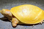 【驚愕】全身黄色の珍しいカメ、インドで発見！！