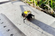 中国の研究チーム、体長2センチの自走式昆虫ロボットを開発！