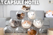 猫のカプセルホテル　海外の反応