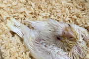 【朗報】ワイの家にオカメインコの雛が到来