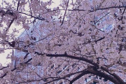 【画像】桜の写真をTwitterに載せて「よくね？」と呟くのが流行る　「100日後に死ぬワニ」のラストから