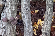 今日の原木しいたけ栽培スレ