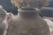 【動画】穴があったら入りたい猫