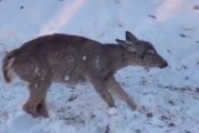 【動画】アメリカの鹿さん、歩きながら凍ってしまう