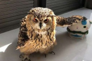 【画像】フクロウの謎行動動画がマジでヤバいｗｗｗｗｗ