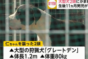 【富山】１１か月男児、２頭の飼い犬に頭かまれ死亡…体重８０キロ「グレートデン」