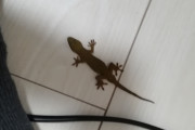 ヤモリ拾ったんだけどｗｗｗｗｗｗｗｗｗｗｗ